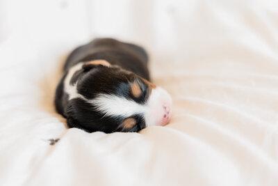 Puppies1-12