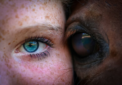 Eye of both horse and rider