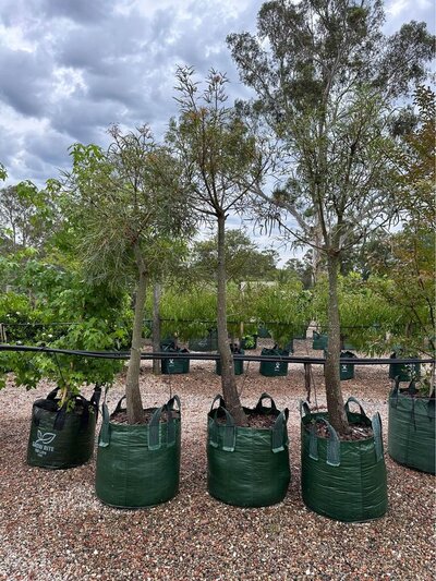 QUEENSLAND BOTTLE TREE Brachychiton rupestris