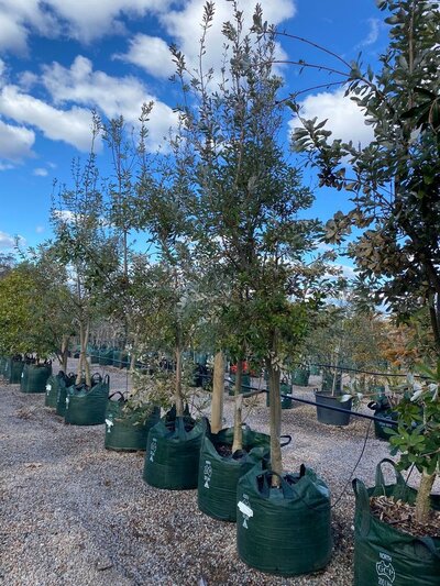 COASTAL BANKSIA Banksia Integrifolia