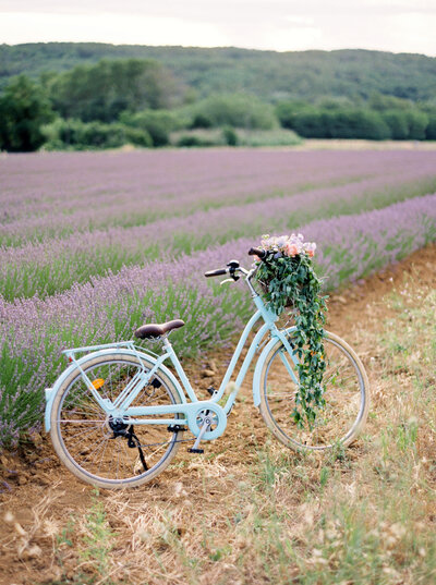 Blue bicycle with floral bouquet on handlebars stands next to lavender fields in Provence