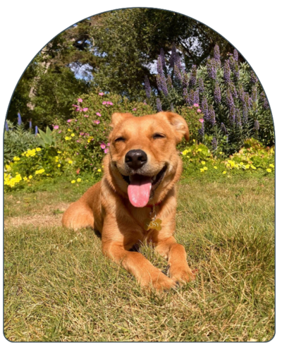 Katies Dog in Santa Barbara Nature