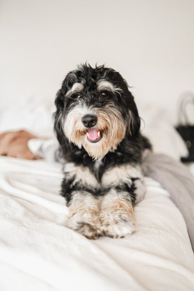 black and tan dog sitting on a bed