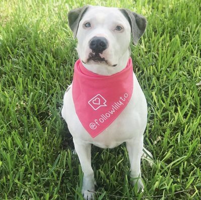 Custom Bandana for Dogs from The Brunchin Pup