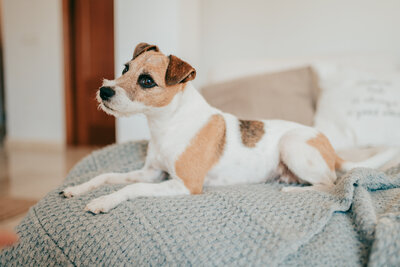 Luna auf der Couch