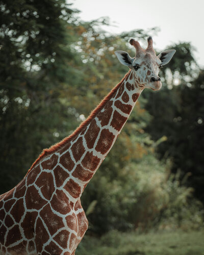 Giraffe