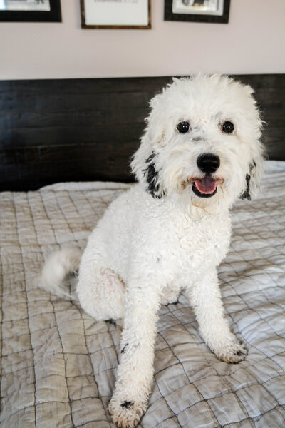 Available Mini and micro Sheepadoodle Puppies