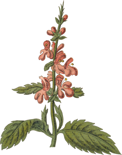 Pink and green flower graphic of Hedge Woundwort