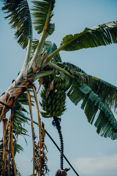 Palm Tree | Amphora Edu