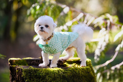 Heavenly Puppies to Love Cavapoo, Cockapoo, and Maltipoo Puppies Photo Mar 24 2024, 3 18 52 PM2