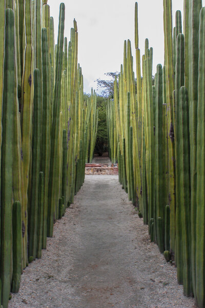 Path through tall organ pipe cacti at the Jardín Etnobotánico de Oaxaca in Oaxaca, Mexico ©Stephanie Dosch | theViatrix Luxury Travel