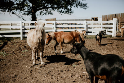 Horses at Spirit's Respite Ranch, a sanctuary in Southern Alberta offering equine therapy and therapeutic riding in a peaceful rural setting