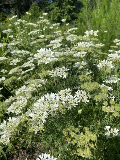 orlaya-flower-farm