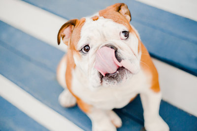 English Bulldog with tongue sticking out