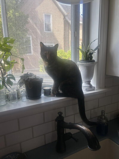 Happy cat enjoying playtime during a home visit with Walk with Claire, trusted pet sitter serving Toronto, Hamilton, and surrounding areas.