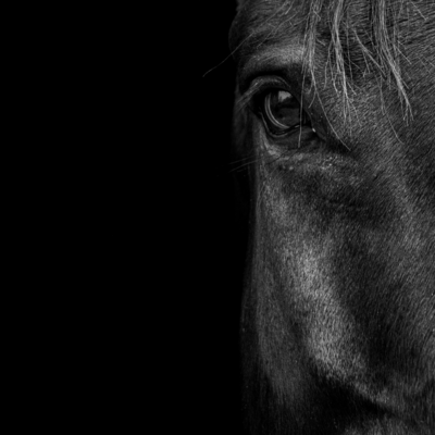 Dark Horse head(Instagram Post)