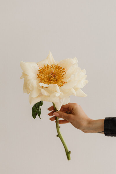 A hand holds a delicate white peony with a golden center against a soft, neutral background.