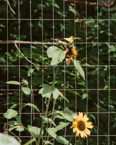 a bird sitting on a sunflower