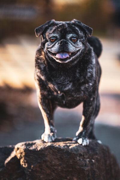 A brindle pug standing on a rock smiling.