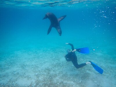 A snorkeler swimming alongside a playful sea lion in the clear waters of the Galápagos Islands ©Stephanie Dosch | theViatrix Ecuador Private Luxury Travel