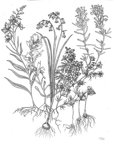 Intricate black-and-white botanical tattoo sketches featuring detailed leaves and natural motifs.
