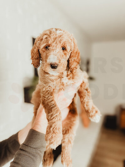 Red Apricot Moyen Poodle-9