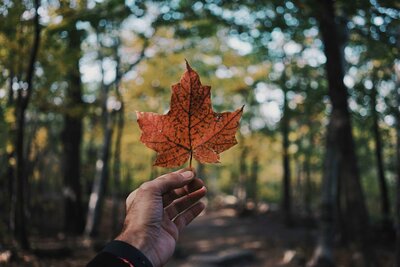 Autun leaf