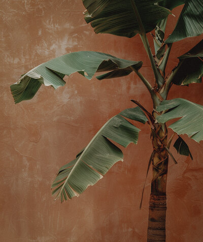 Bold banana leaves reaching upward — reflecting intentional growth, timeless elegance, and luxury brand elevation.