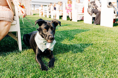 Black Labrador dog wearing tuxedo on grass at wedding ceremony at Cattle Springs, Arlee, MT