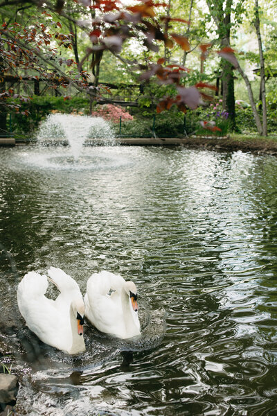 Two swans swimming in a fountain of a wedding venue in Philadelphia. There is elegant greenery surrounding them. 
