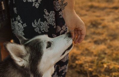 siberian husky eating a treat on mt. spokane