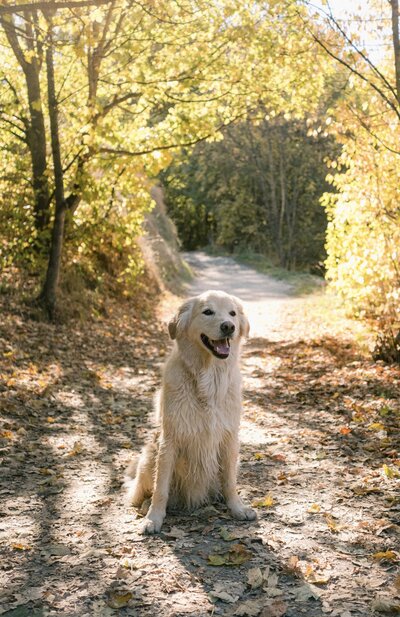 photo-of-my-dog-in-autumn-leaves