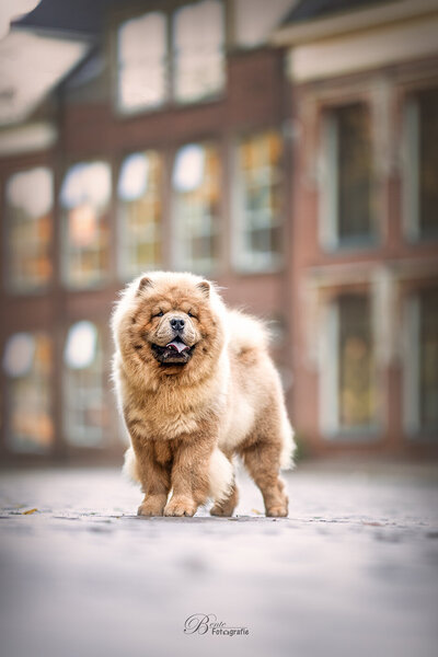 Hondenfotograaf in Groningen