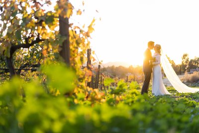 Bride and Groom in vineyard at wedding at Callaway Winery in Temecula