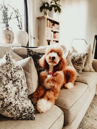 Red abstract small standard poodle sitting on couch with brushed out coat
