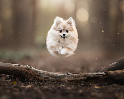 Puppy running in a park by Iya Estrellado Photography