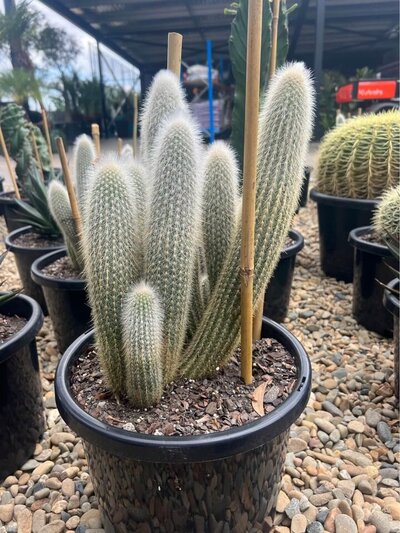 SILVER TORCH MULTI'S Cleistocactus Strausii