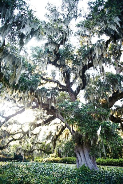 Spanish moss-draped oak tree at Airlie Gardens, a romantic wedding venue in Wilmington NC
