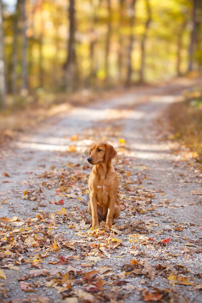 GIF of Labrador Retriever