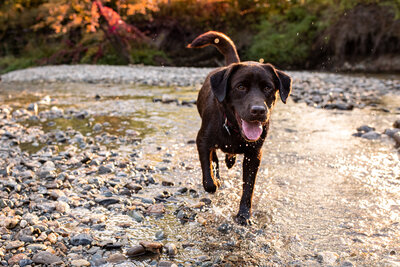a young chocolate lab runs in a stream Burlington Vermont Photographer