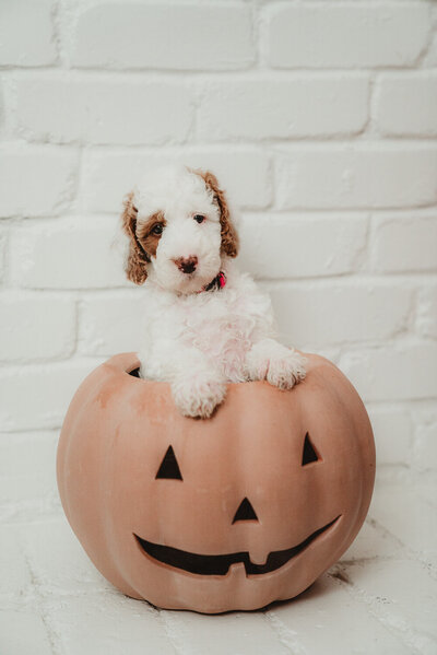 Pink Collar Female Peterson Poodles Red Standard Poodle PuppiesDSC046354