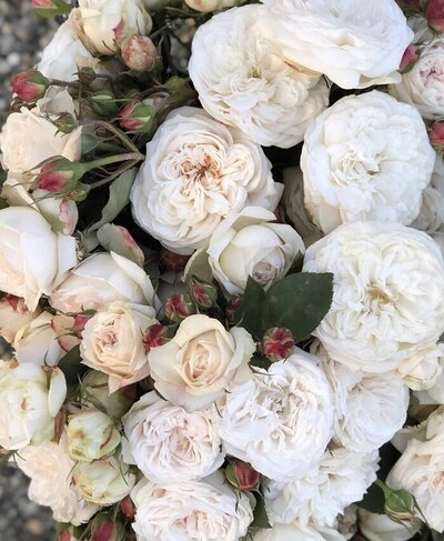 garden-roses-pink-white-flowers-rose-bush-sandra-sigman-blog-fleurs-andover+(6)