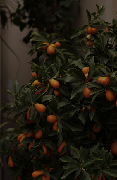 Orange Tree