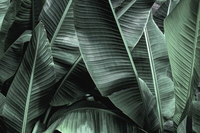 Background image of banana leafs and tropical foliage in a dark green color.