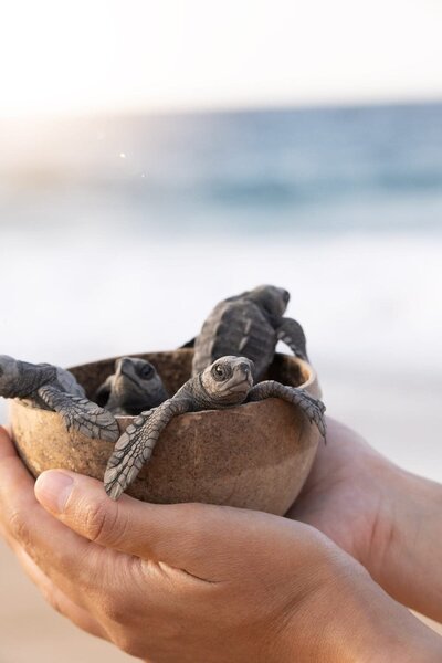 Careyes-Turtle-Sanctuary-PlayaTeopa-8415