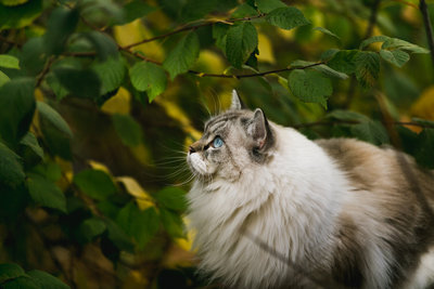 white cat with blue eyes sits in front of a tree