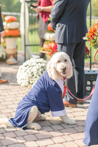 dog in suit on wedding day at The Links at Gettysburg