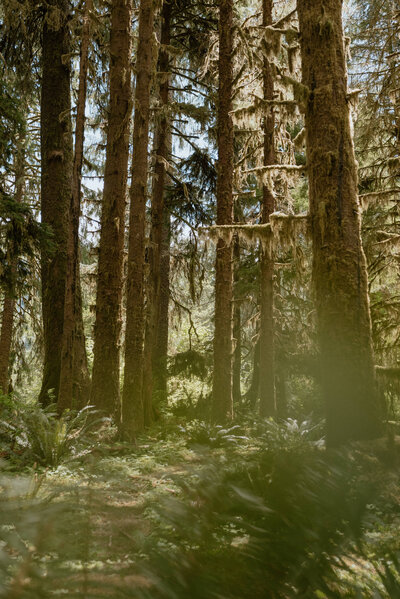 Hoh Rainforest in Olympic National Park, Washington.