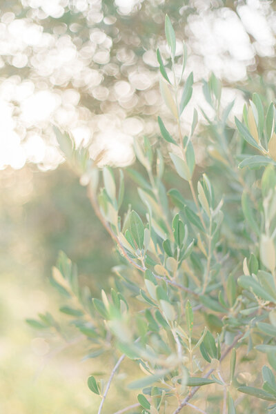 Olive tree close-ups
