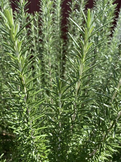 ROSEMARY UPRIGHT Rosmarinus officinalis Prostrata